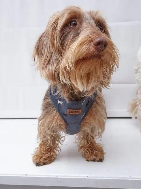 Fatface Pet Accessories Grey Dogs Small Harness